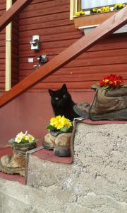 PlaueFerienanlage Reinsberger Dorf的一只黑猫跟鞋一起坐在台阶上