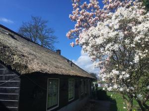 羊角村布莱克施普旅馆的一座花朵花的树,在建筑物旁边