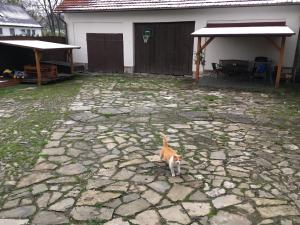 普日博尔乌比苏克罗沃尔内公寓的一只橙色和白色的猫站在石头庭院上
