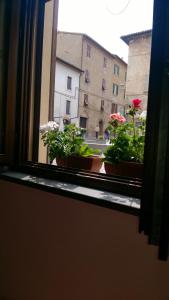 奥维多方塔娜拉假日公寓的城市街道上种有盆栽植物的窗户