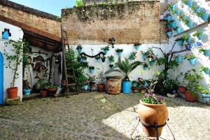 科尔多瓦De Patios的墙上挂着盆栽植物的庭院