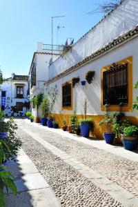 科尔多瓦De Patios的建筑一侧有盆栽植物的街道