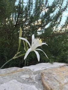 莫内利亚Ca' di Bianca的坐在岩石顶上的白花