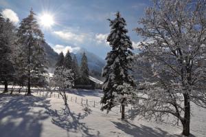 施瓦尔茨湖Alte Bäckerei的雪覆盖的树,有太阳在后台