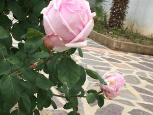 卡波利韦里Mandel Club的人行道上一朵粉红色玫瑰花