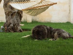 托雷坎内马塞里亚托雷德迪亚曼特乡村民宿的躺在吊床旁的草地上的狗