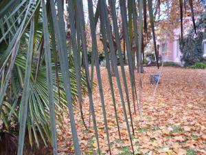 本塔纳山村阿利胡恩酒店的一群棕榈树,树叶在地上