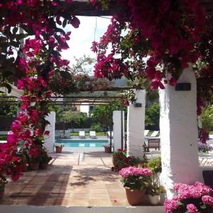 卡达克斯Horta d'en Rahola - Adults Only的一座种有粉红色花卉的庭院和一个游泳池