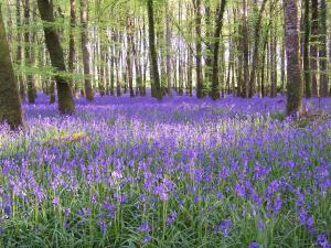 博伊尔Carrickamore Cottage的树林里一片紫色的花