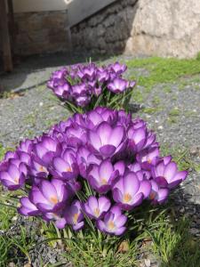 Ferienwohnungen am Hauptplatz外面的花园