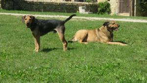 伊泽尔河畔新堡美丽历史住宿加早餐旅馆的两只狗站在院子里的草地上