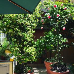 罗马维亚德洛卡35号公寓的两棵盆栽的树,盆里有粉红色玫瑰