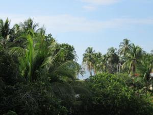 玉米岛Villy's Cottage的灌木丛中的一群棕榈树