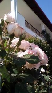 维尔吉纳Hotel Archontiko Dimitra的大楼前的一大束粉红色玫瑰