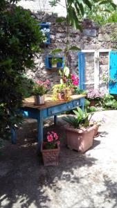 奥列纳B&B San Francesco的一张蓝色桌子,上面有盆栽植物