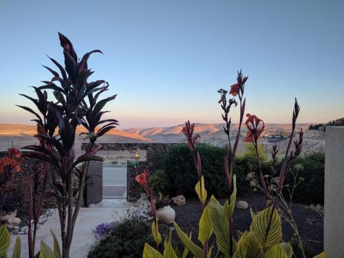 阿拉德耶赫里姆精品酒店的种有植物并享有沙漠景色的花园