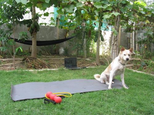 金边可尔之家民宿的一只狗坐在玩具旁边的草地上