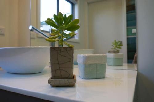 阿米代尔Twodogfolly的盆栽植物坐在浴室的台面上