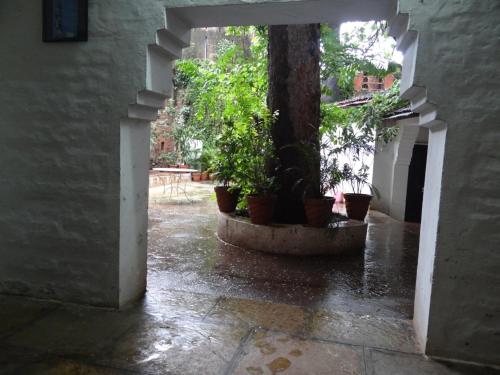 MaheshwarLabboo'z Café and Lodge的一条空的走廊,上面有盆栽植物和一棵树