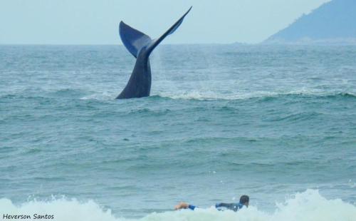 加罗帕巴Tranquilidade na Praia da Gamboa的和鲸鱼躺在冲浪板上的人