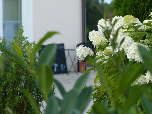 EckersdorfSana e Salva的房屋前有白色花的灌木