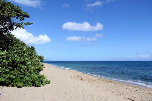 苏莎亚Villas Vargas的一片种满树木的沙滩和大海