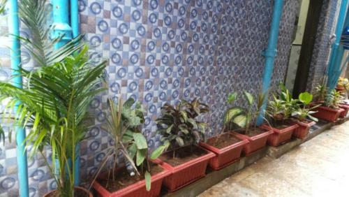 孟买New Metro Guest House的墙上一排盆栽植物