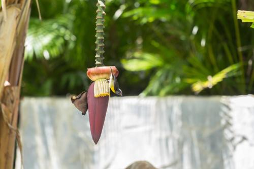 圣弗朗索瓦Iguana Ecolodge的挂在绳子上的花