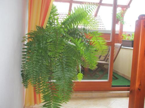 斯米扎尼埃琳娜别墅旅馆的坐在窗户旁的绿色大植物