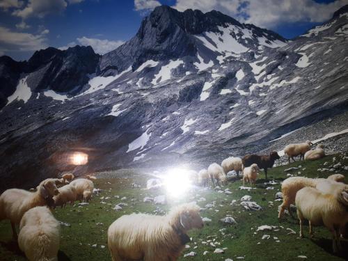 加尔米施-帕滕基兴瑞安萨森祖玛酒店的一群羊在山里放牧