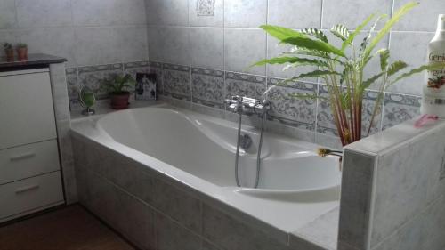 科利尤尔Les hauteurs de Collioure的浴室内装有植物的浴缸