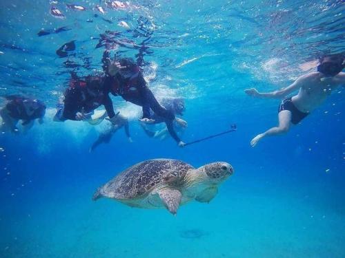 停泊岛萨穆拉海滩小木屋度假屋的一群人用海龟在水中游泳