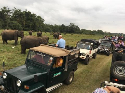 波隆纳鲁沃圣殿湾旅馆的一群大象驾车驶向公路