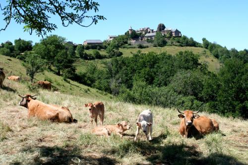 圣普里瓦达利耶维里耶欧伯格旅馆的一群牛躺在草地上