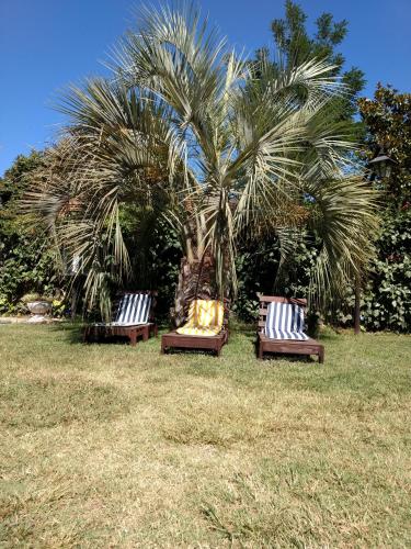 卢汉德库约Ayres de Vistalba的三个长椅坐在棕榈树前的草上