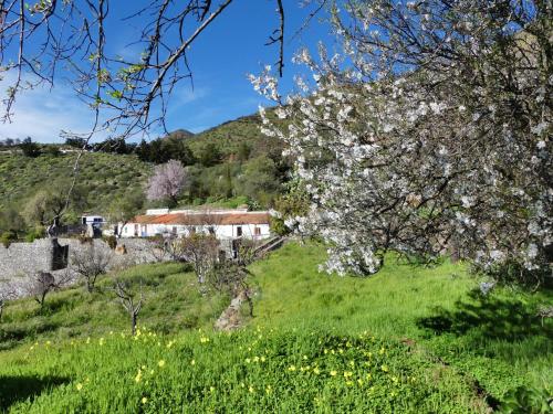 克鲁兹·德·特赫达Mountain Hostel Finca La Isa的花树在田野上,有房子在后面