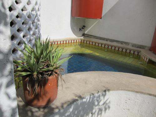 科苏梅尔阿马兰托住宿加早餐酒店的一小池水,有两株盆栽植物