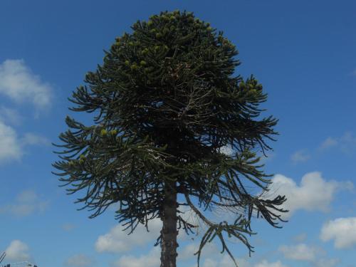 特雷吉耶Chambres de Scavet的松树,背面有蓝天