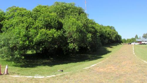 里韦拉Hostería La Bordona的田间中一棵大树