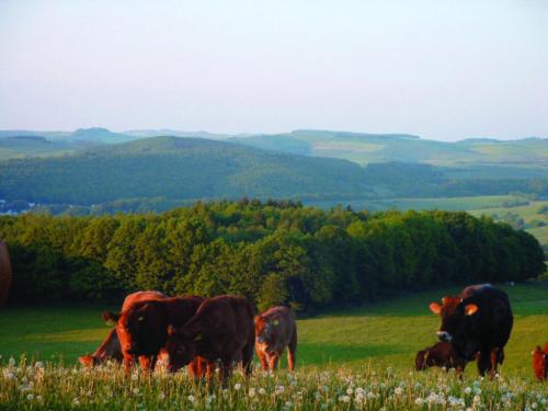 俄伦比斯帕纳拉玛歌斯福斯特玛乐酒店的一群牛在草地上放牧