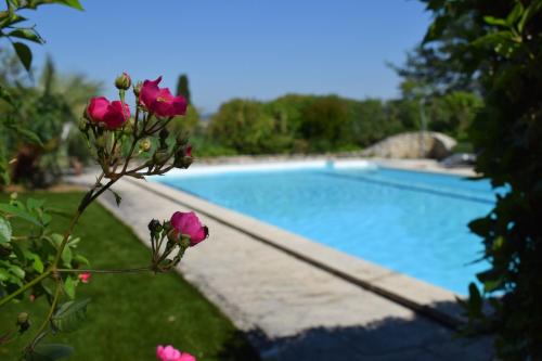 塞居勒拉巴斯特德布鲁宾馆的游泳池前的花