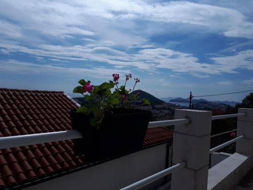 杜布罗夫尼克Alto Rooms and Apartments的屋顶栏杆上的一个盆栽植物