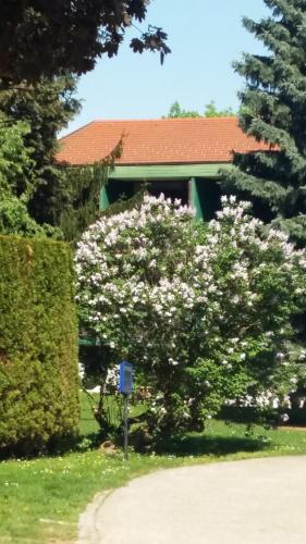 PittenGasthof Manhalter的屋前有白色花的树