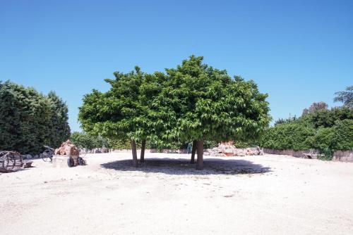 Santa LuciaMasseria Guadiano Vecchio的沙地中间的树