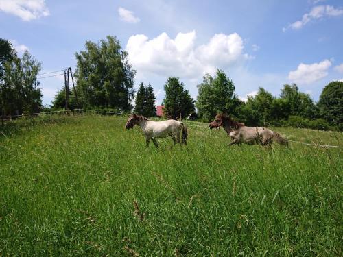 韦特利纳Cudne Manowce的两匹马在草地上跑