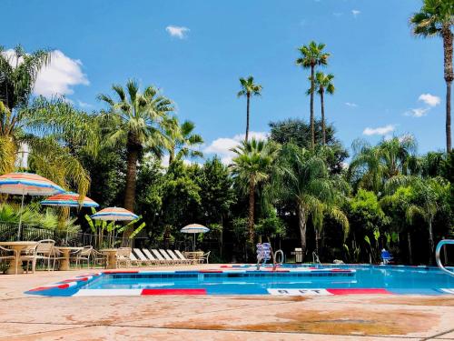 贝克斯菲尔德Duniya Hotel的一个带椅子和遮阳伞的游泳池以及棕榈树