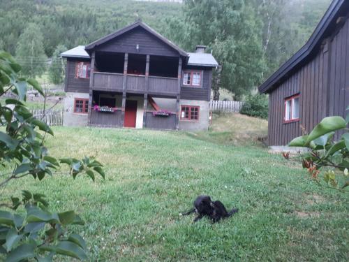 洛姆Teigen Gard的一只黑狗躺在房子前面的草地上