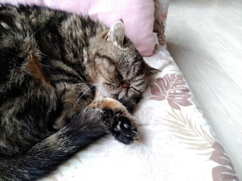 小樽Cat Cafe & Stay Cultus's Home的猫睡在床上