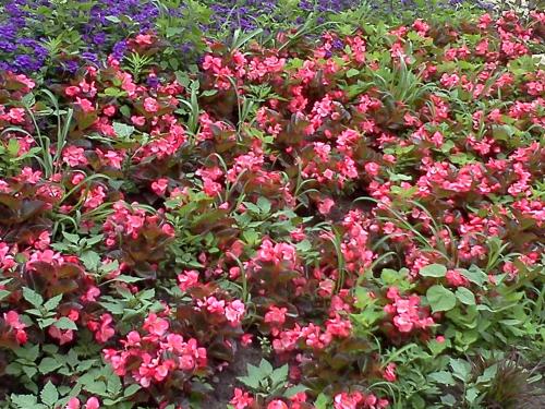 尼亚加拉瀑布艾利威特鲁姆斯星星汽车旅馆的花园里的一束粉红色的花