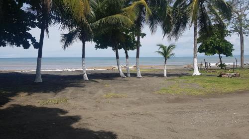 Puerto ArmuellesSunrise Inn的海滩上一棵棕榈树和大海